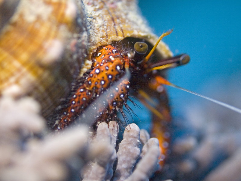 Hermit crab, Mabul, Paradise 1 and 2